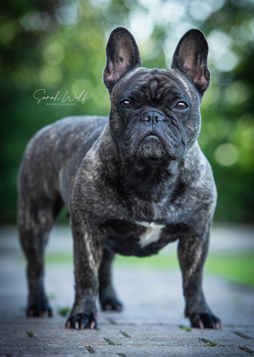 Deutscher Champion IKFB 2024 - Dreamlike Geneviève Georgette