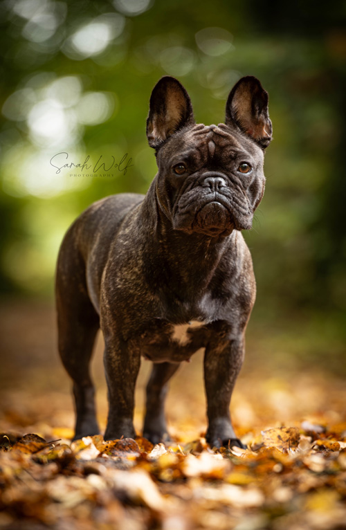 Deutscher Champion IKFB - Brave Phoebe in Honor of Lancelot